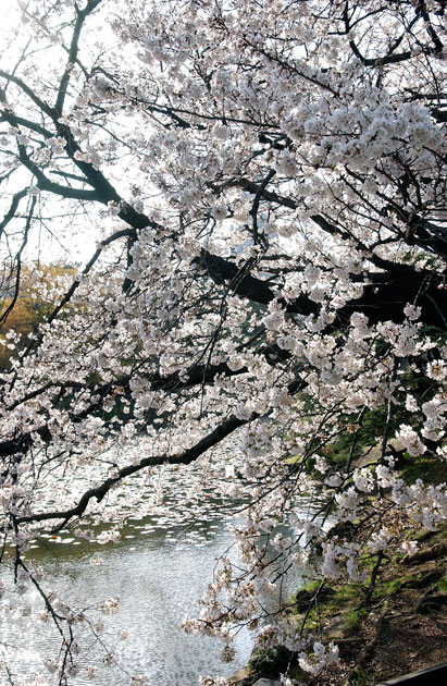 sakura_017.jpg