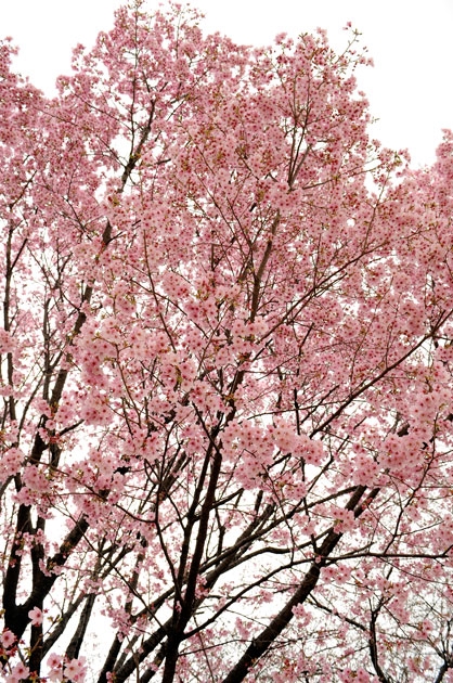 sakura_018.jpg