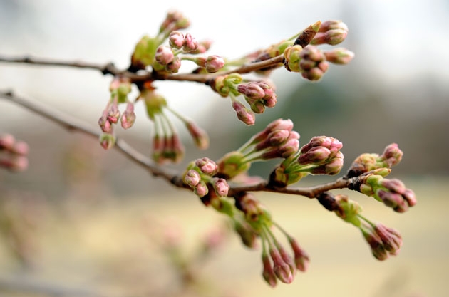 sakura_020.jpg