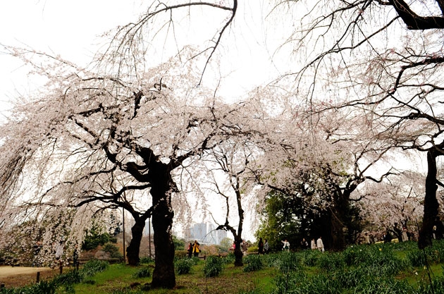 sakura_021.jpg