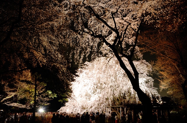 sakura_022.jpg
