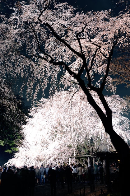 sakura_023.jpg