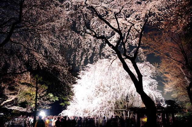sakura_024.jpg
