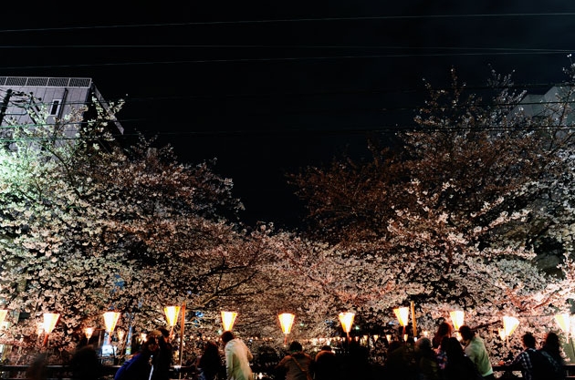 sakura_026.jpg