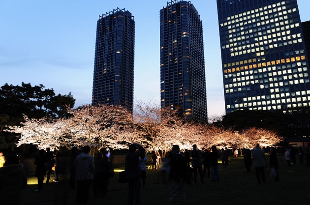 sakura_028.jpg