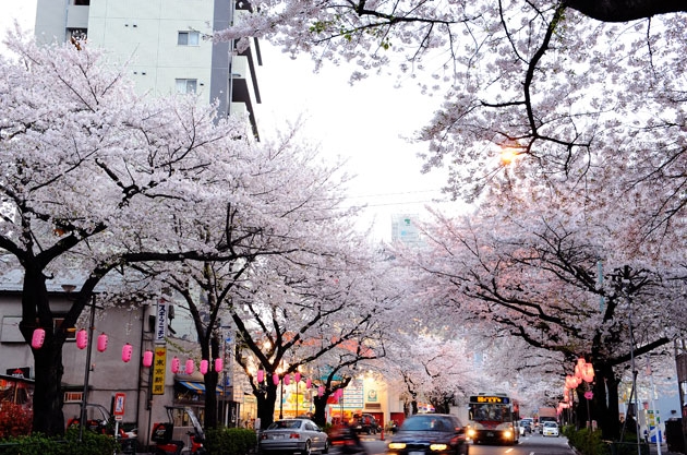sakura_030.jpg