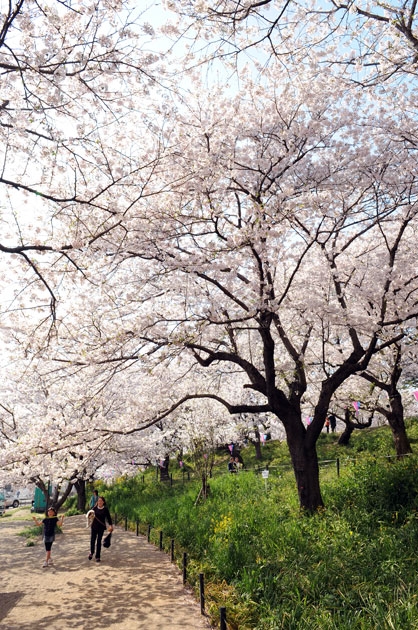 sakura_031.jpg