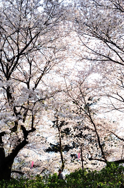 sakura_033.jpg