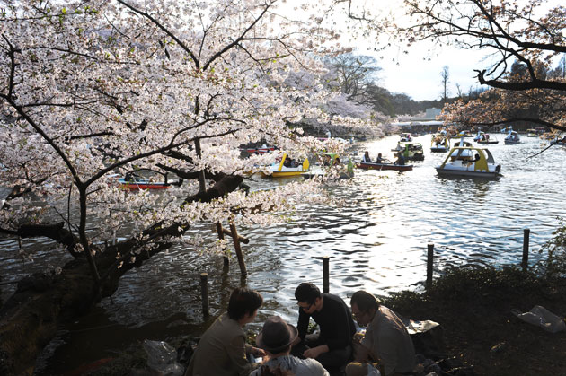 sakura_046.jpg