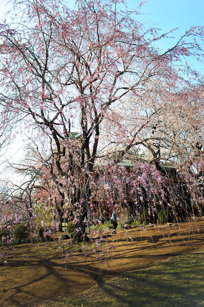 sakura_051.jpg