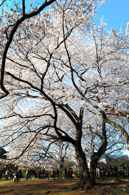 sakura_052.jpg