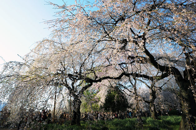 sakura_055.jpg