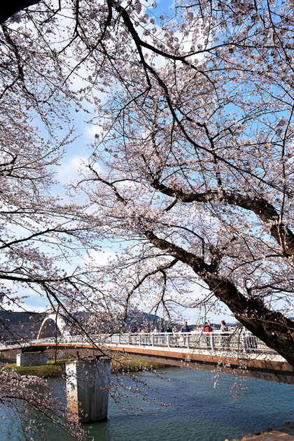 sakura_059.jpg