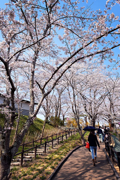 sakura_061.jpg