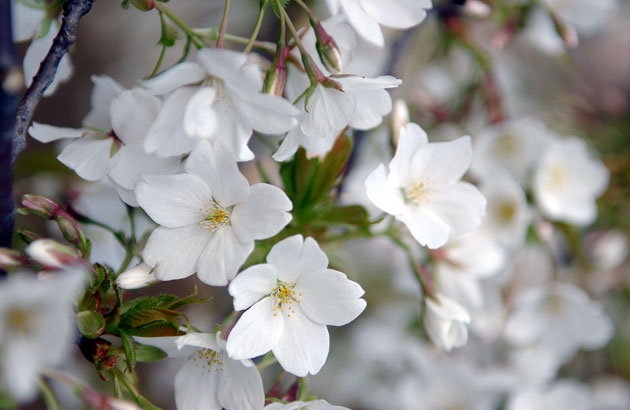 sakura_06.jpg