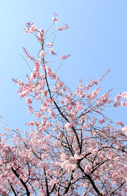 sakura_08.jpg