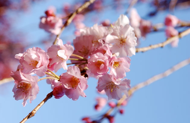 sakura_09.jpg