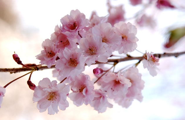 sakura_010.jpg