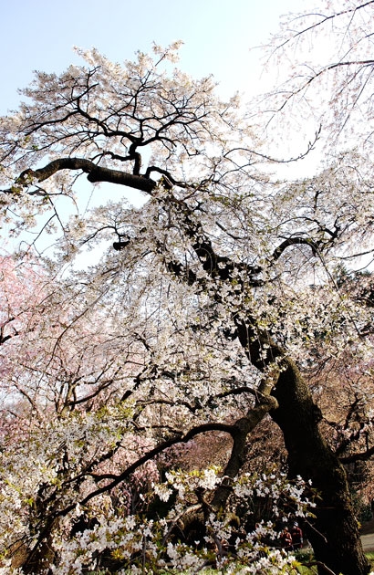 sakura_011.jpg