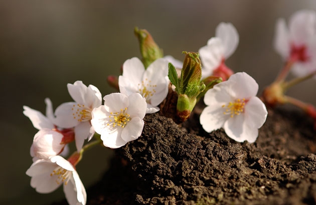 sakura_013.jpg