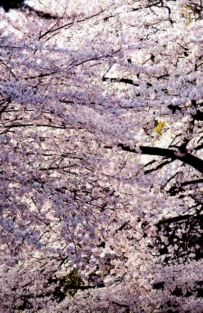 sakura_014.jpg