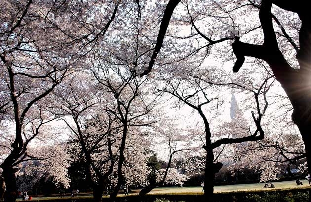 sakura_015.jpg