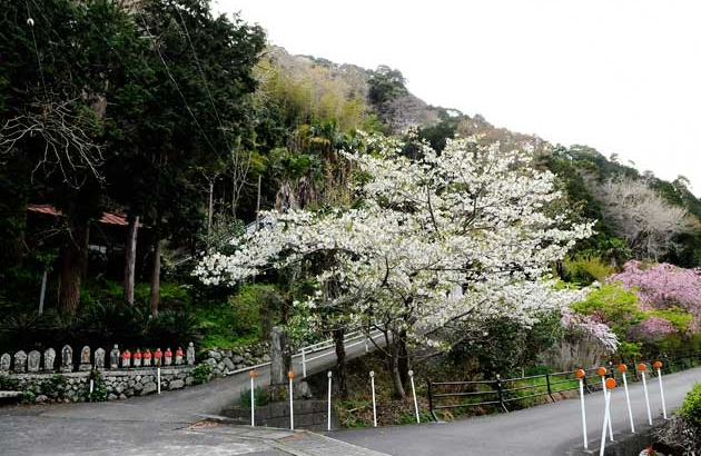 sakura_016.jpg
